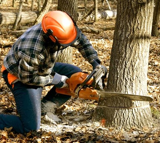 Tree Removal in Canaan, ME